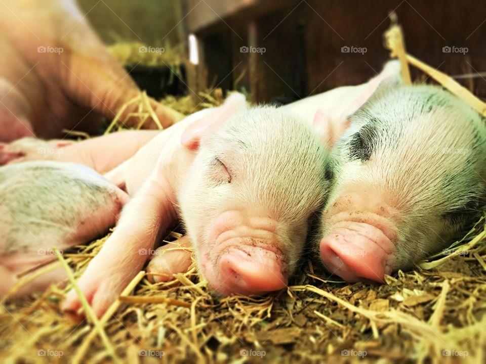 Piglet, animal, sleeping, cute, pig