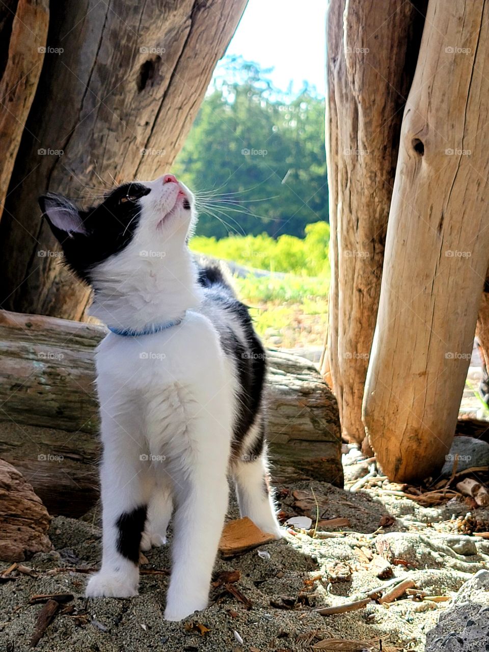 Beach Kitten Adventures