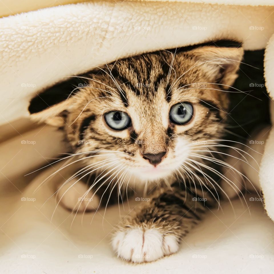 Cute Tabby cat (Getty Images)