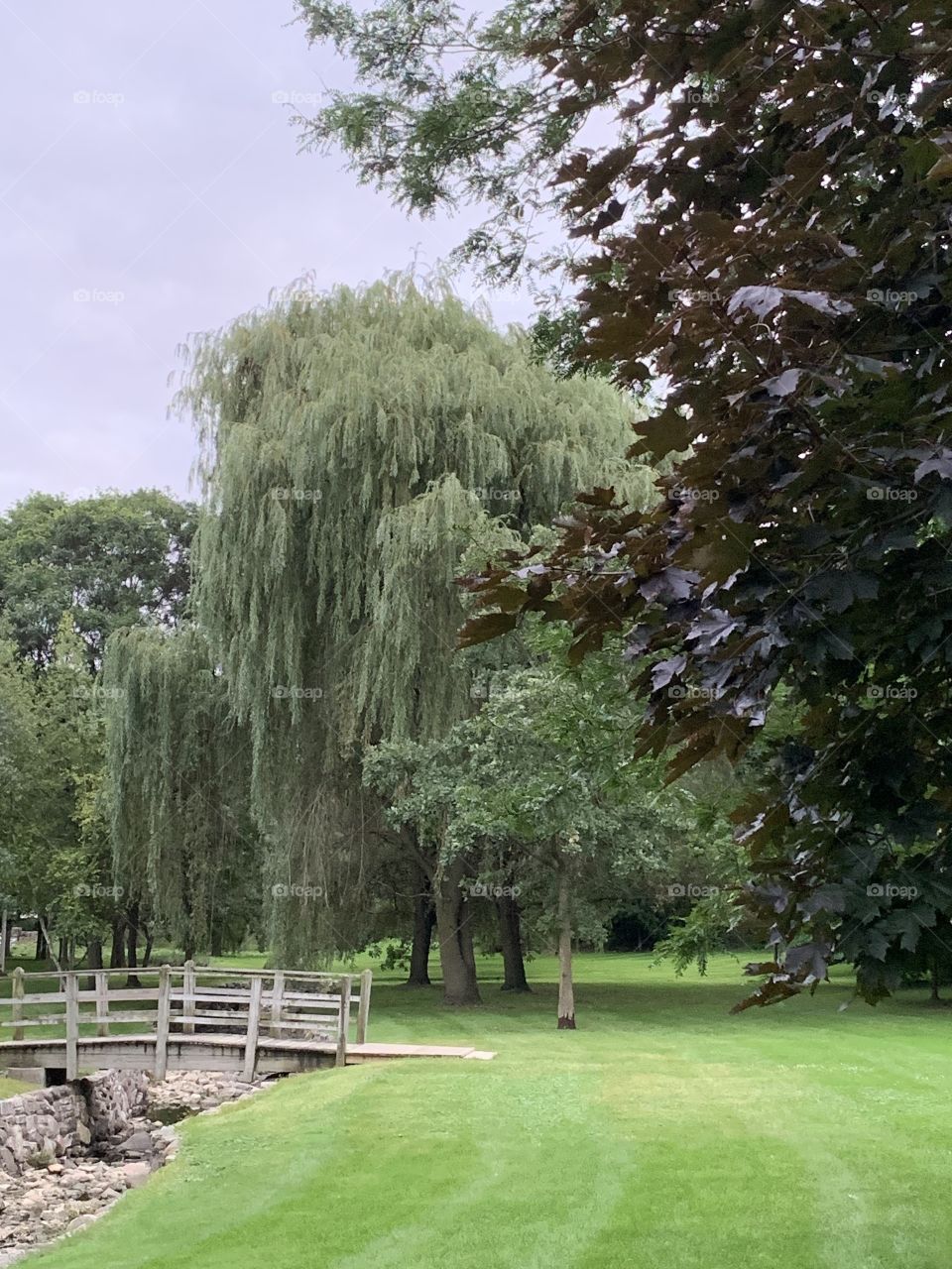 Weeping willow on a cloudy day
