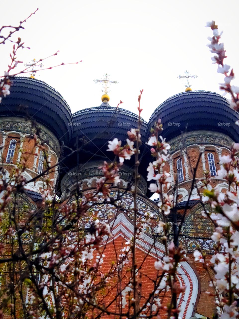 Domes of the Cathedral of the Most Holy Theotokos and cherry blossoms.  Tsar's estate of Peter