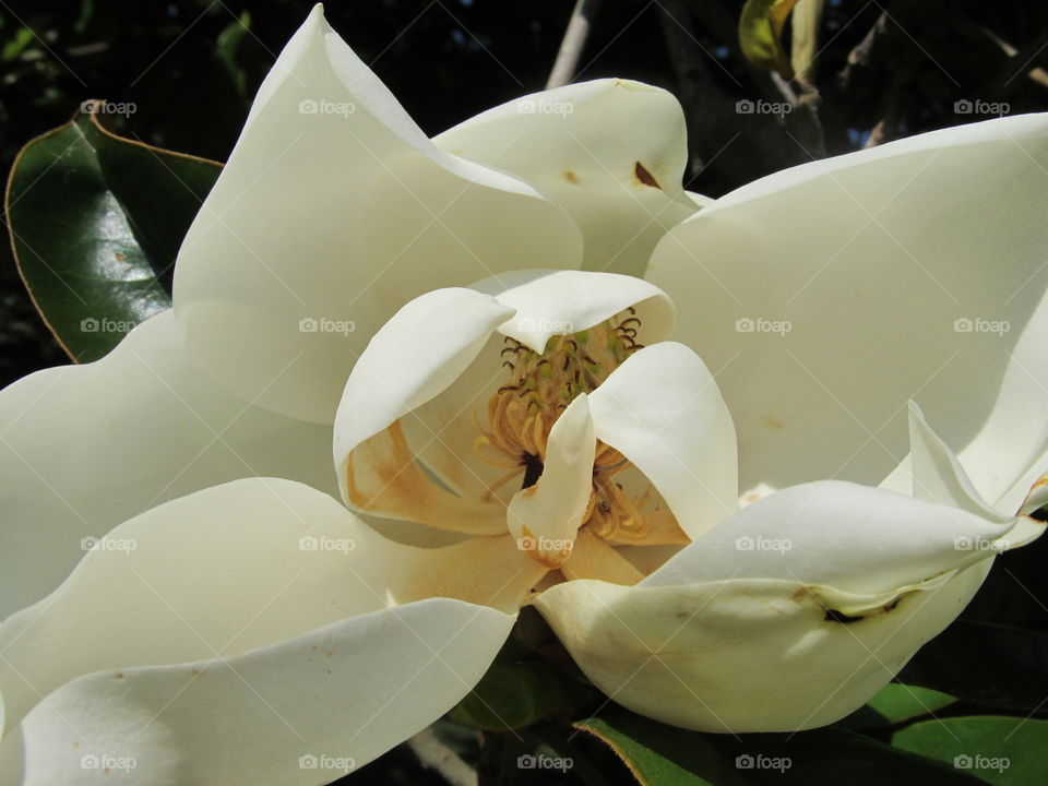 Close-up of flower