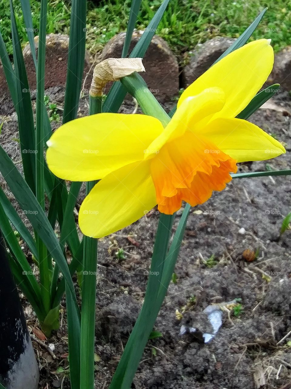 blooming daffodil