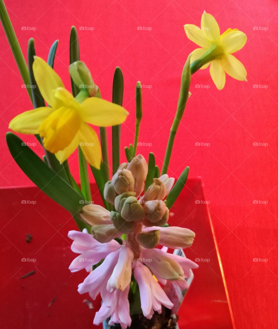 Yellow and pink with red