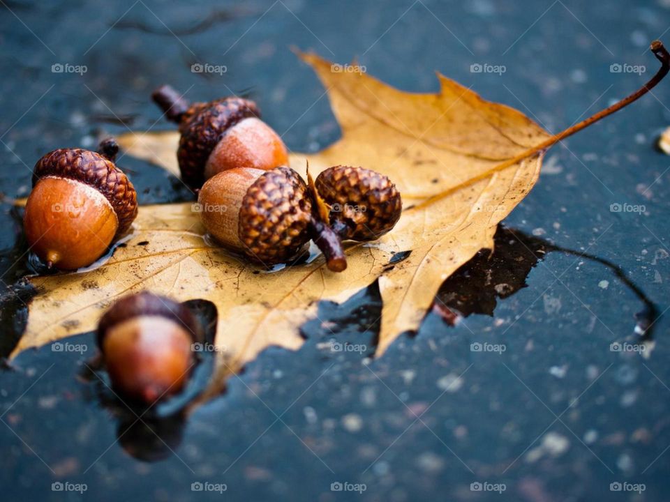 Autumn Leaf and Acorns in the Rain