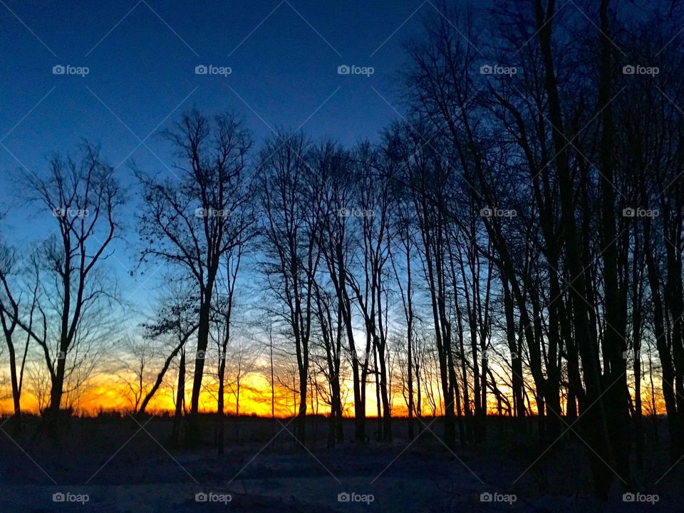 Sunrise over snowed trees