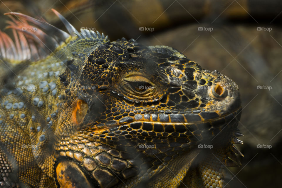little reptile animal in the cage with perfect framing