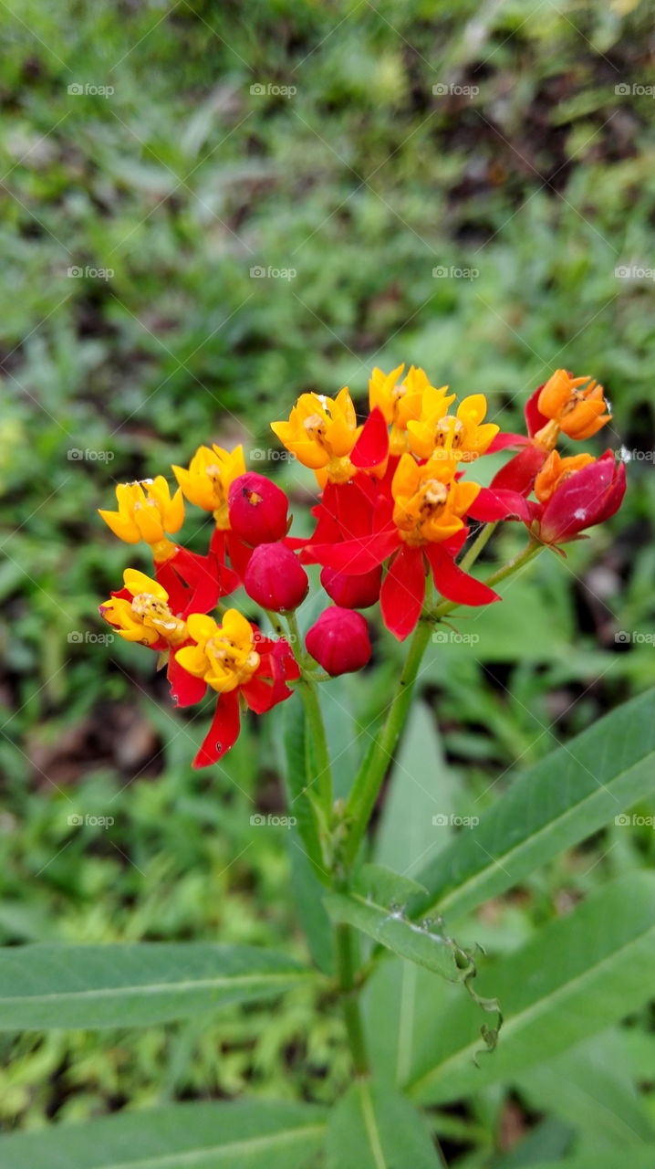 Red and yellow blooms