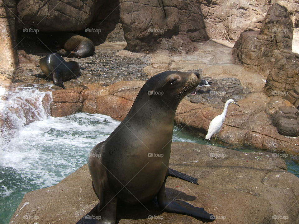 Sea lion sunning