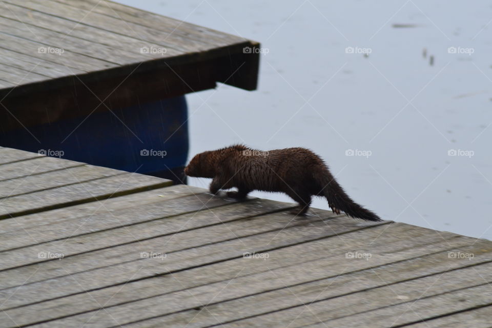 otter on bridge