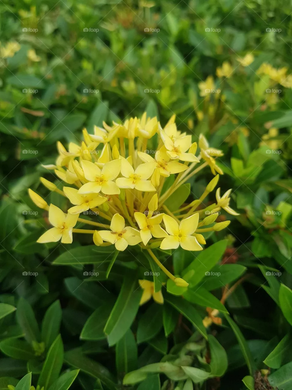 flowers in winter