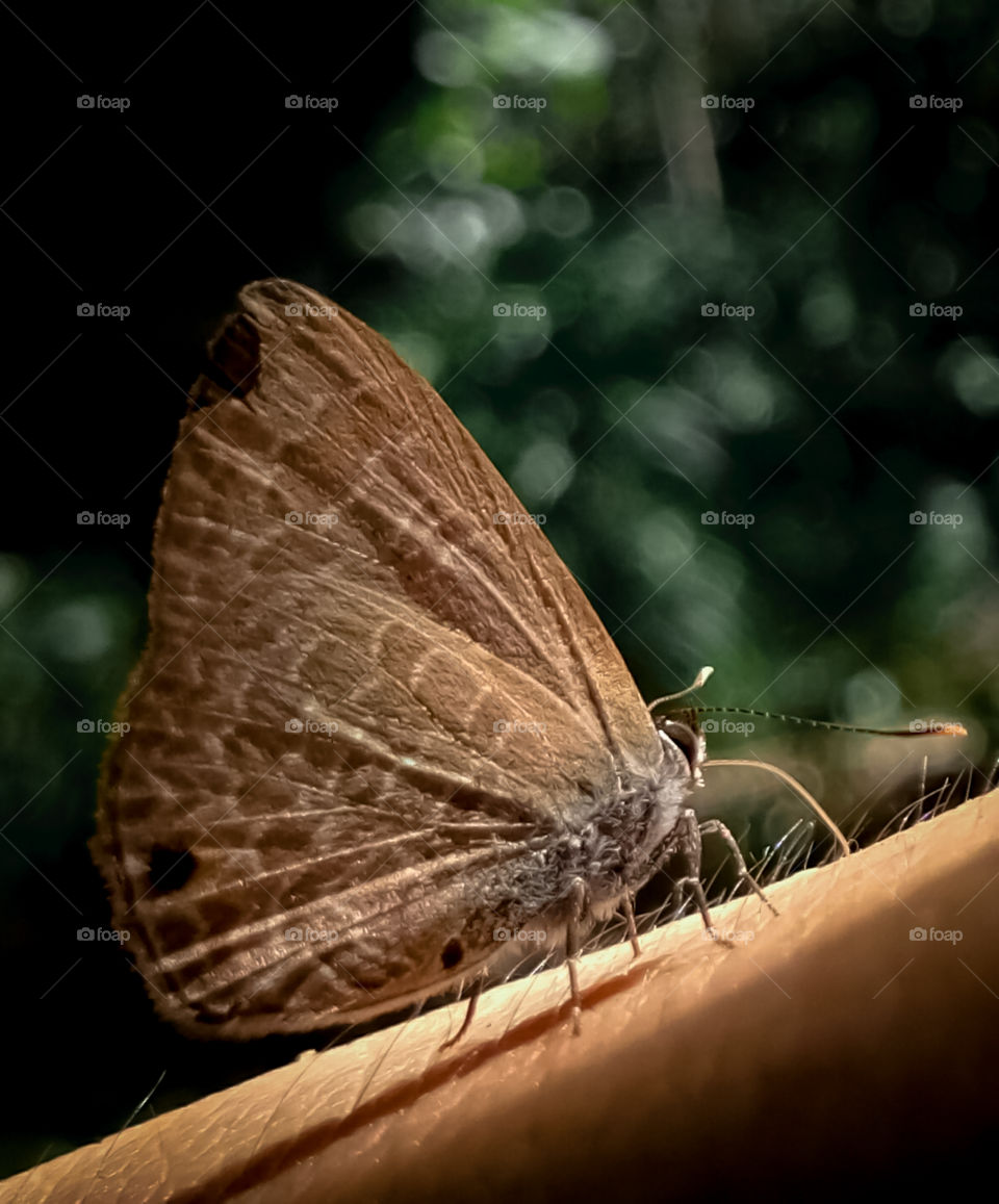 a butterfly perched on the hand