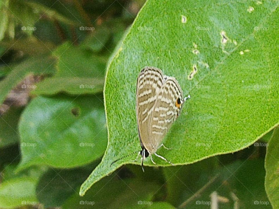 A beautiful little butterfly perched on a leaf