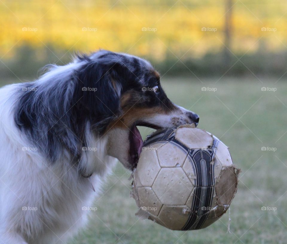 Close up of Trigger the Miniature Australian Shepherd. 