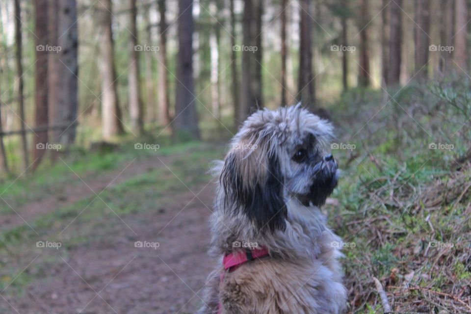 My puppy Mille in the forrest