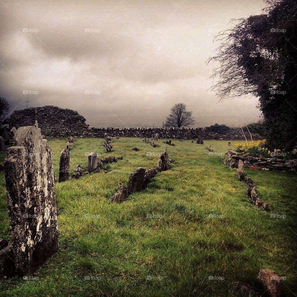Ireland's meadow 