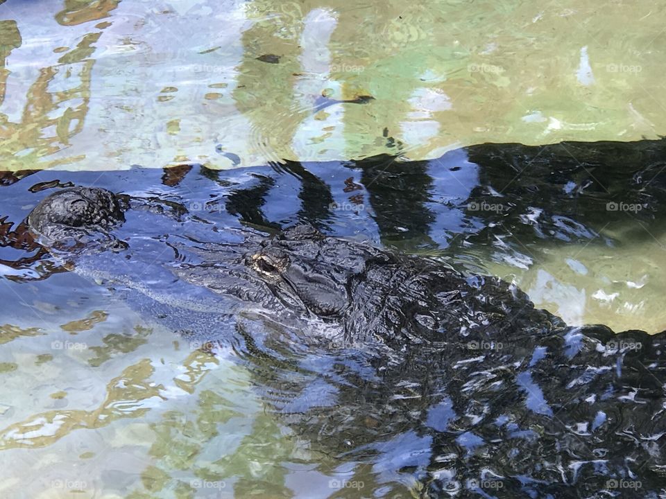 Alligator