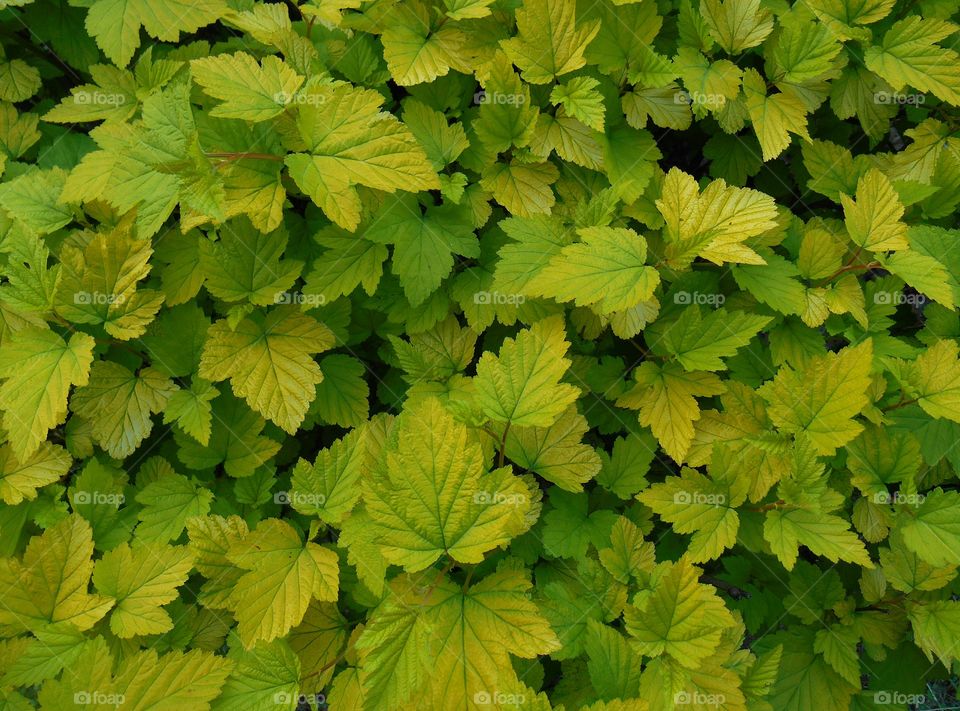 Leaf, Flora, No Person, Nature, Garden