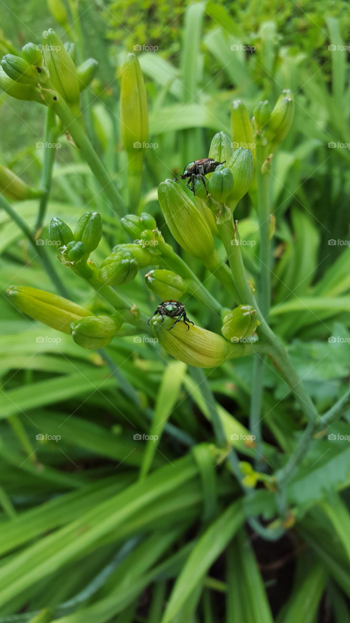 A bugs life. Beatles season and they are ravishing my garden