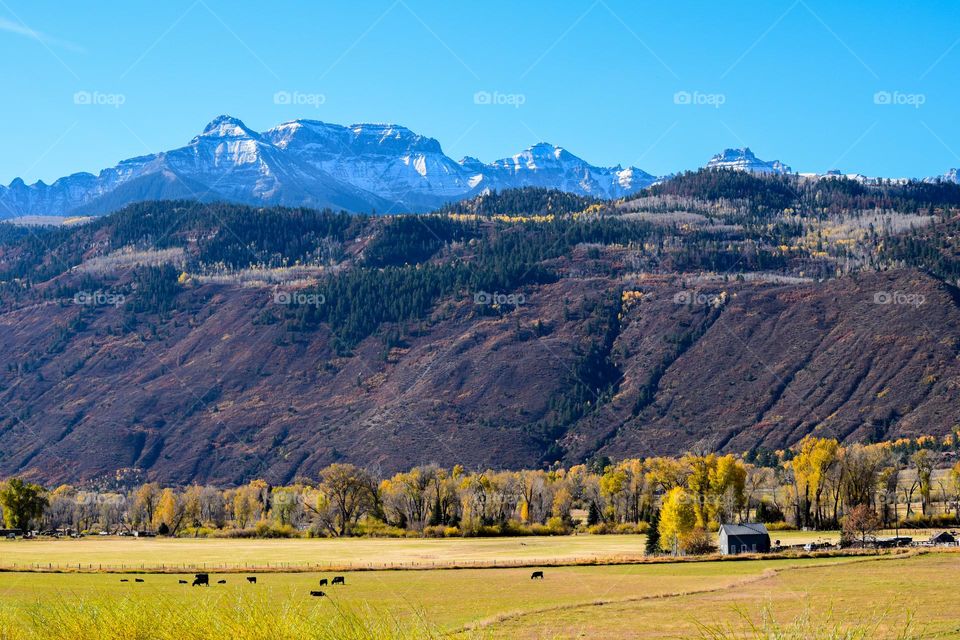 A snow capped mountain overlooks a field of brilliant yellow grass and trees during early Fall