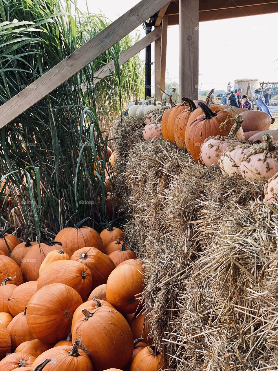 Pumpkin farm