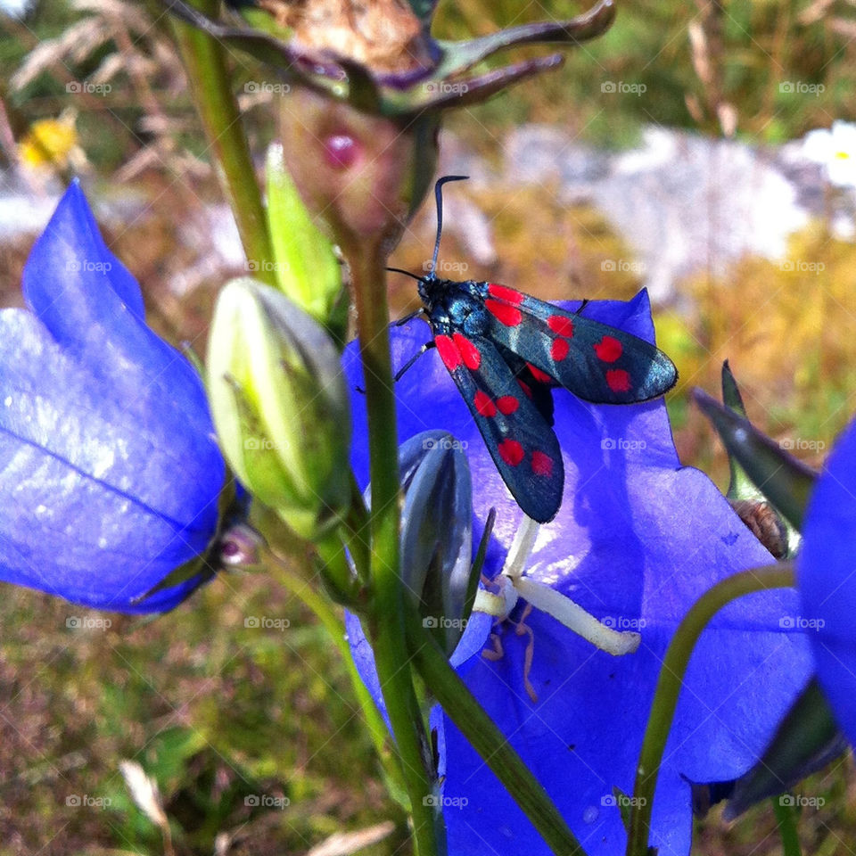 macro close summer insects by chattis