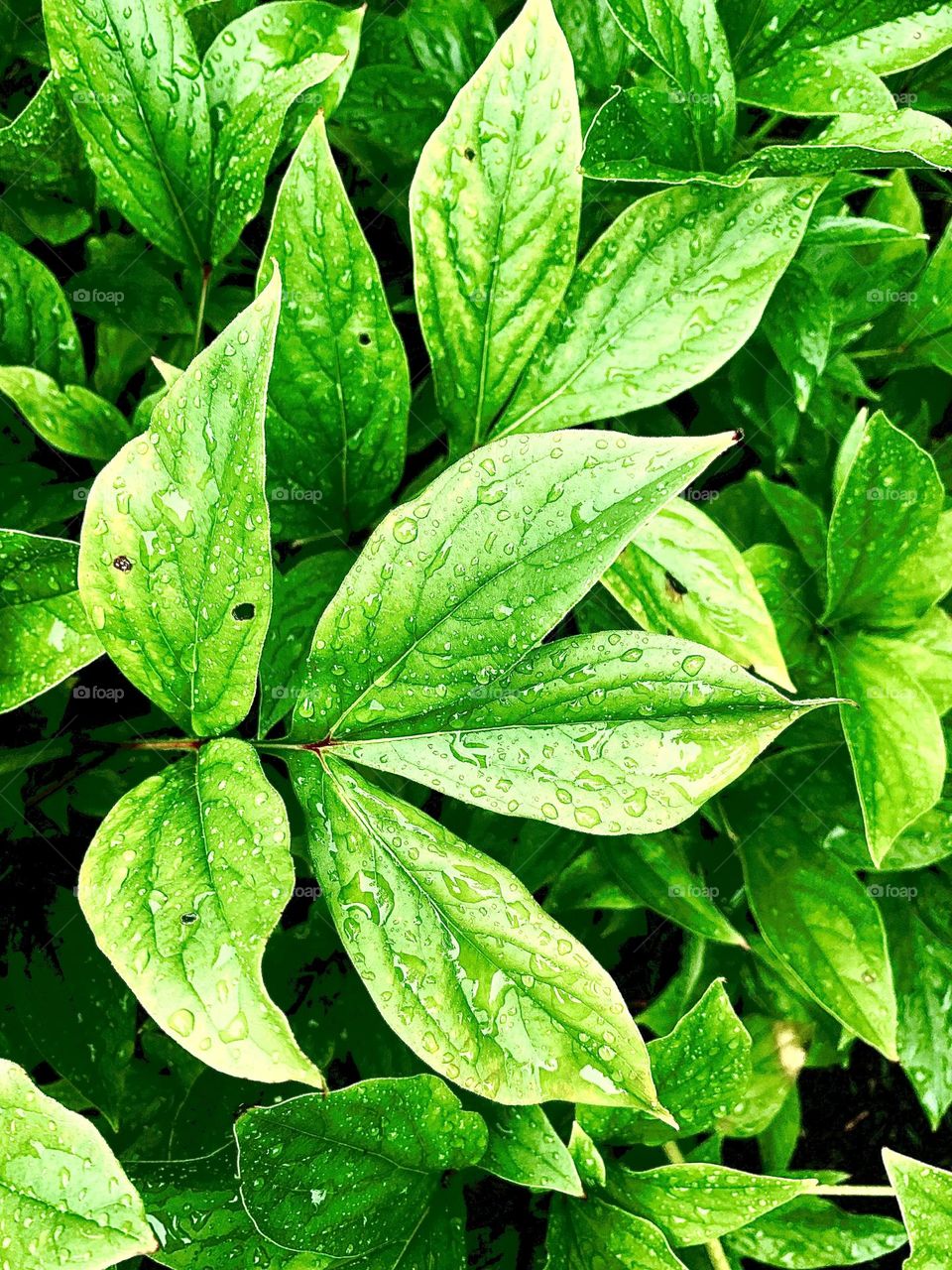 Peony leaves