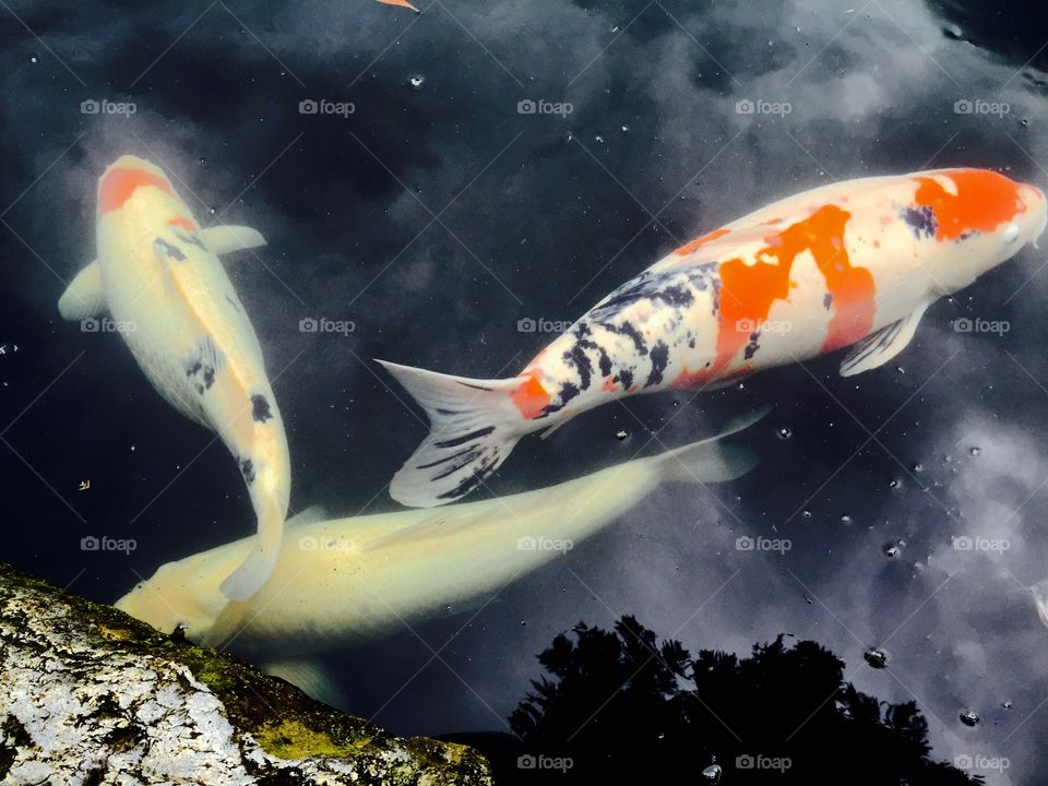 Koi