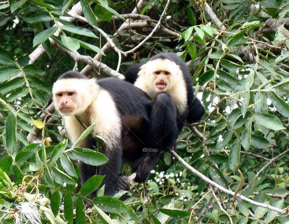 Pair of white-headed capuchin monkeys