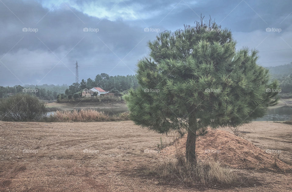 A tree, a field and a home on in cloudy day in, muted autumnal tones