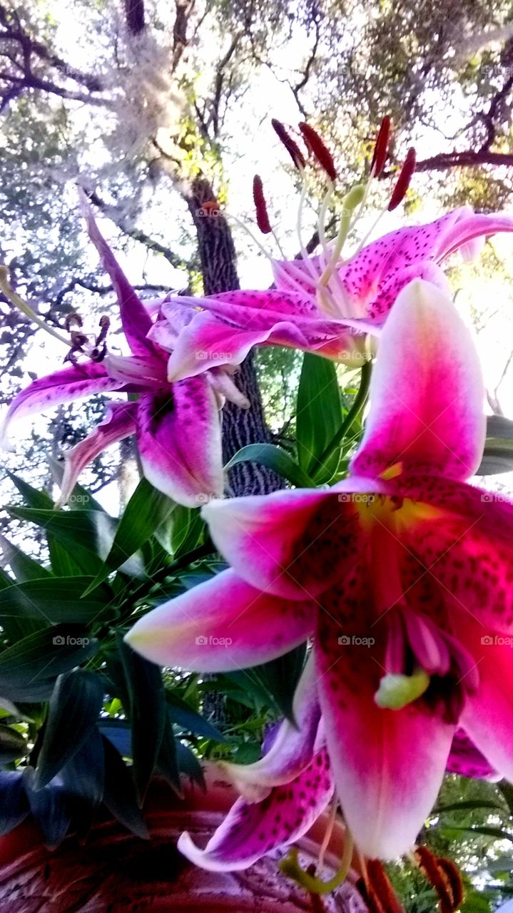 Lilies under the oaks