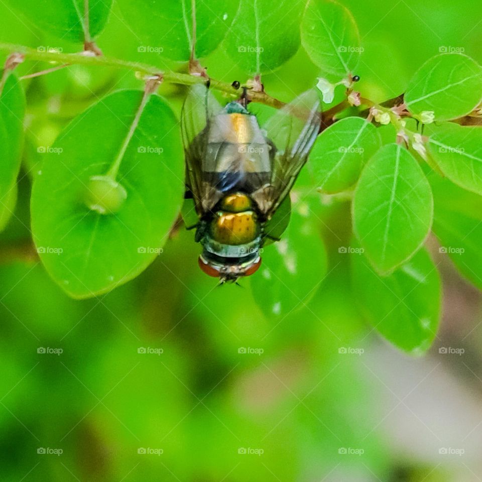Insect: Upside down blowfly