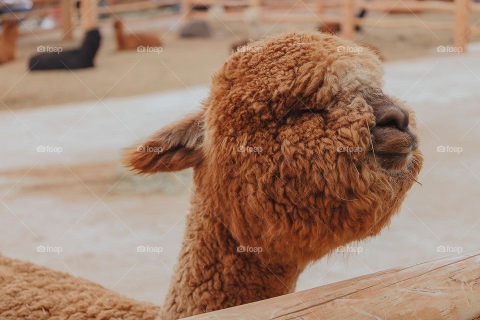 Alpaca in Peru 🦙