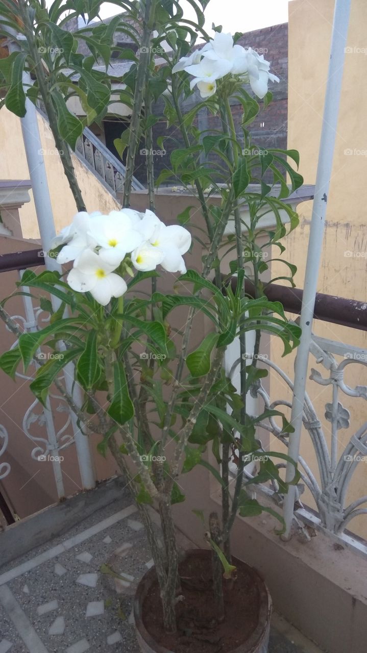 House plants in pots