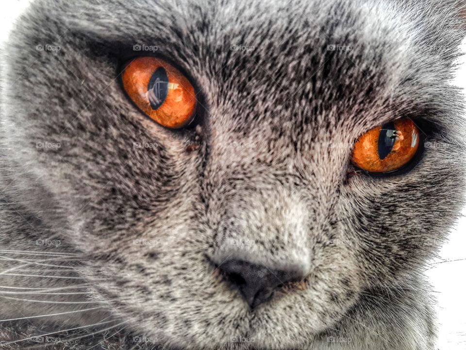 cat kitten face eyes