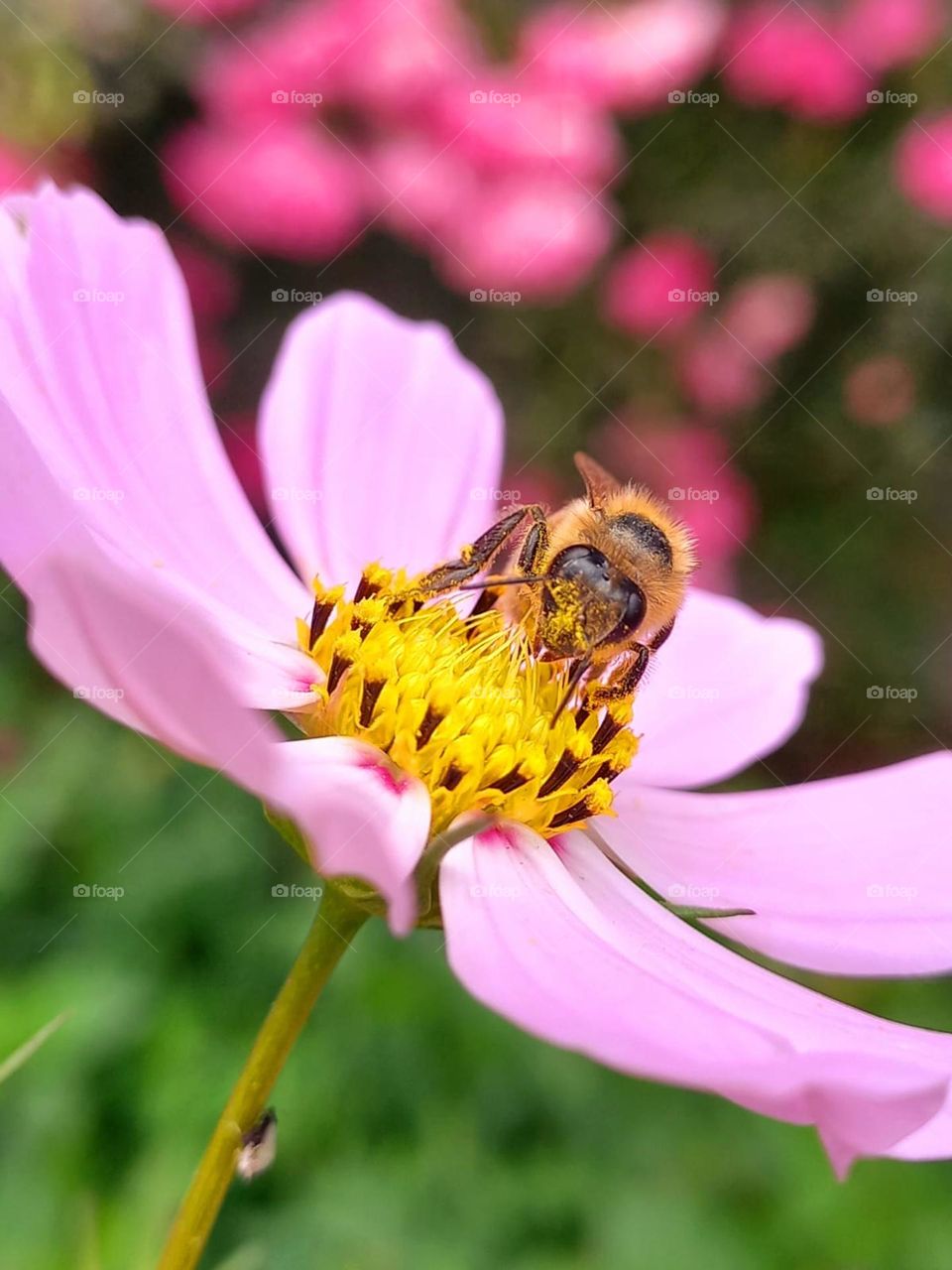 bee collects nectar from a flower in the garden