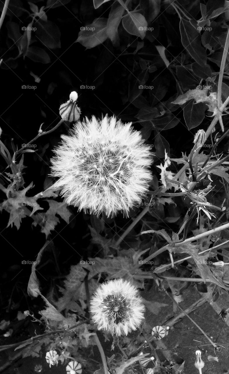 Dandelion in wild dry nature