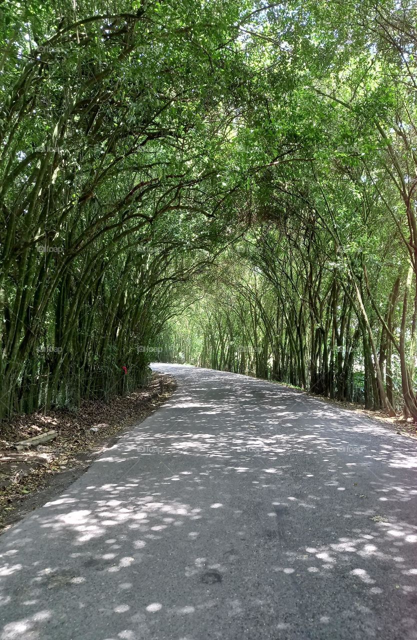 beautiful road surrounded by trees