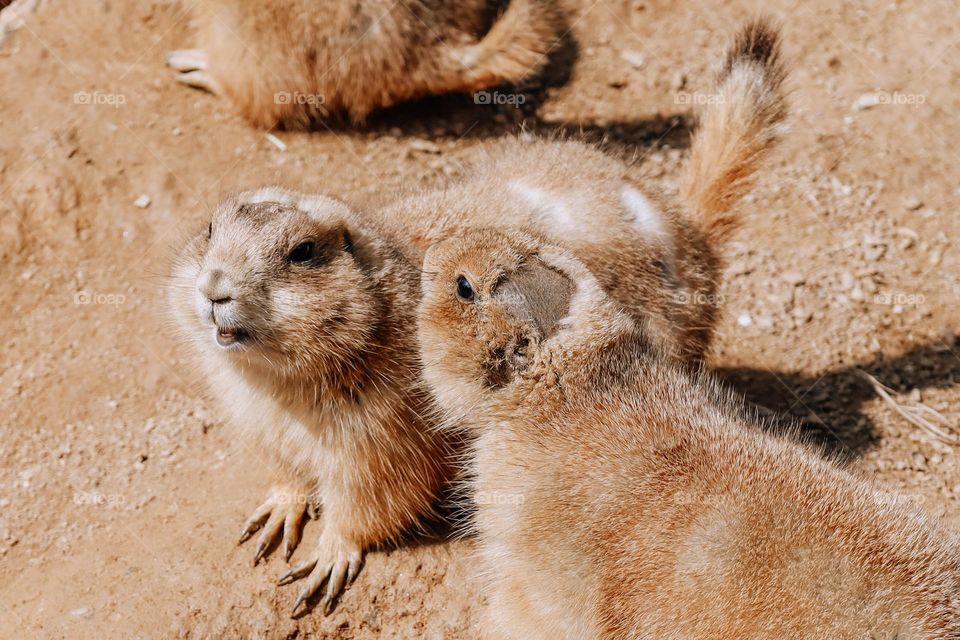 Prairie dogs