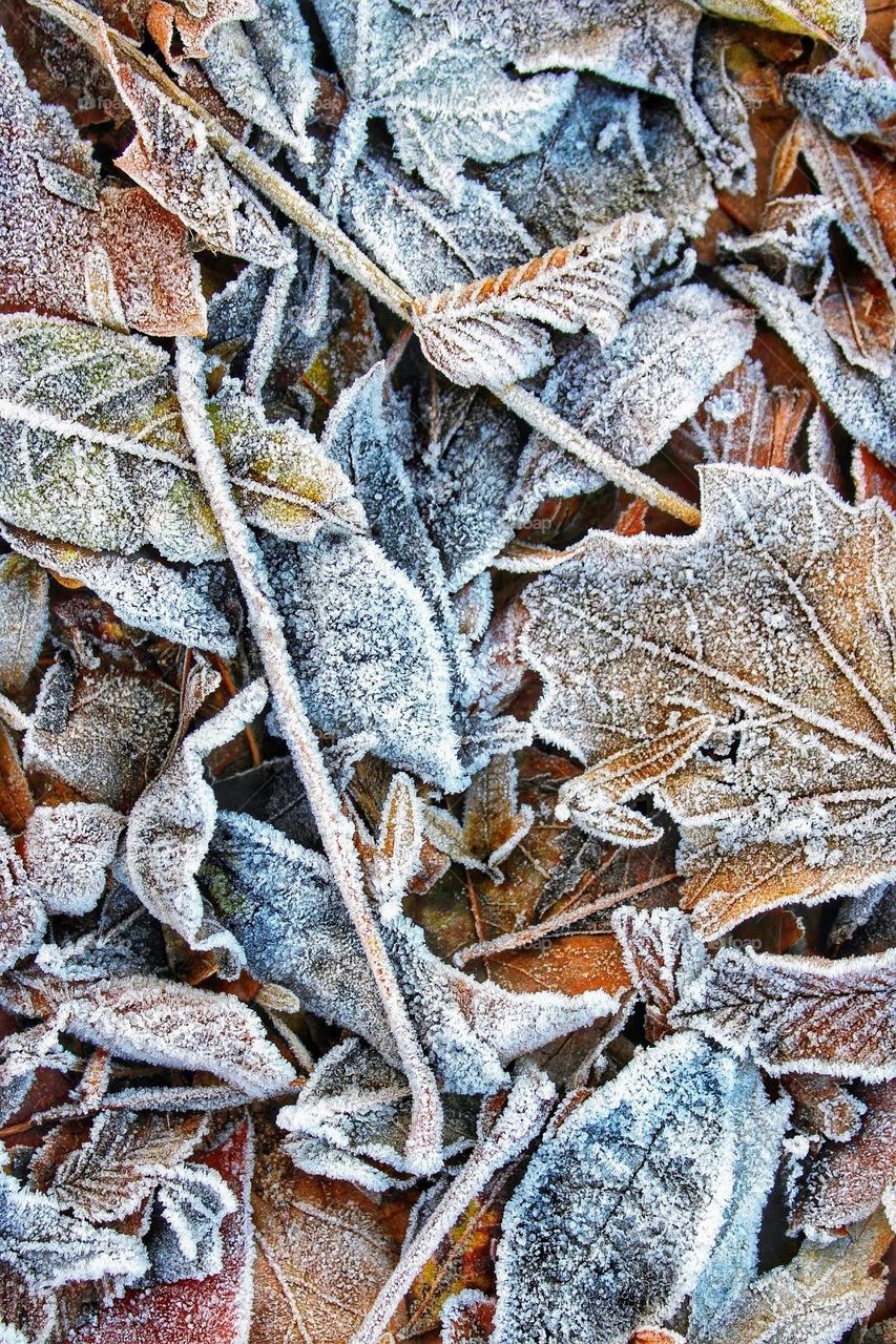 Macro close-up of a selection of frost dusted dried leaves and stems of various autumnal colours and textures