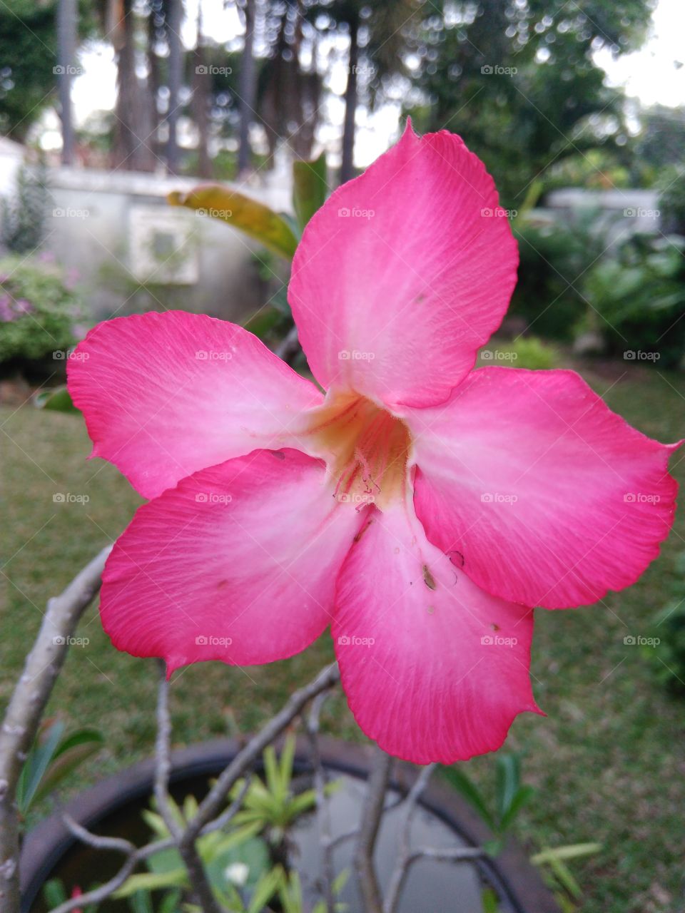 19+ Gambar Bunga Kamboja Merah Muda - Galeri Bunga HD