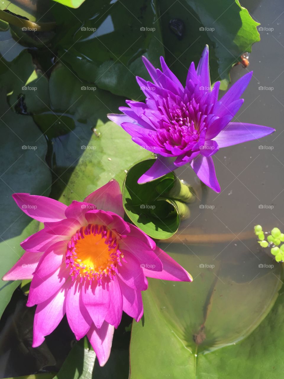 Water lily