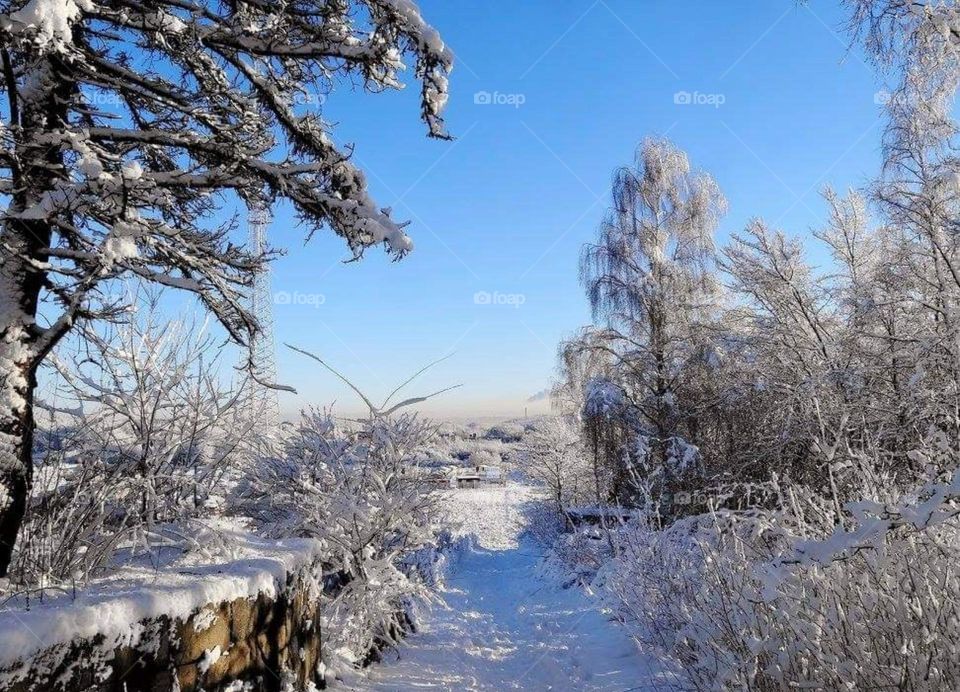 Pathway in winter landscape