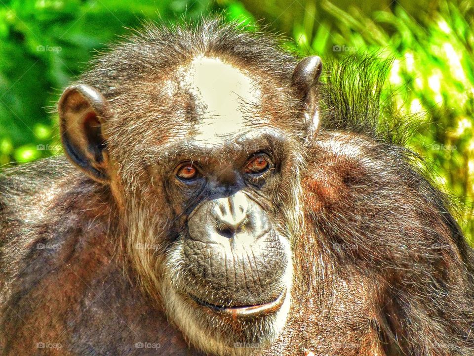 Thoughtful Chimpanzee 