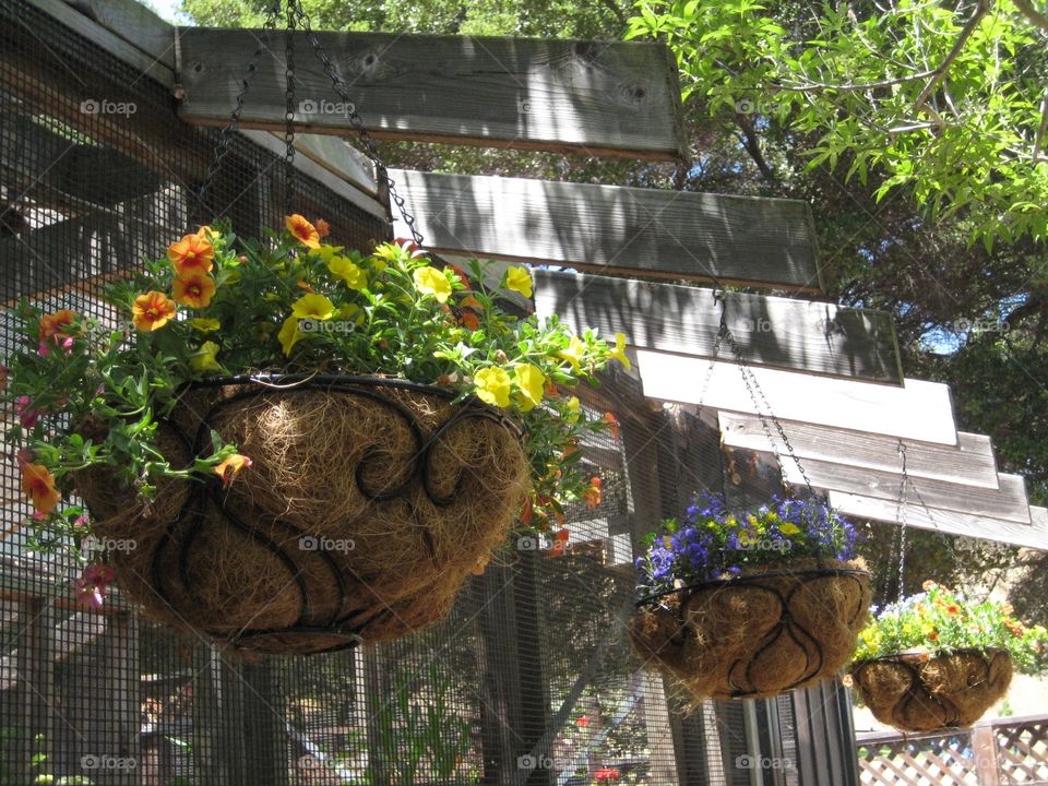 Hanging flower baskets. Orange, yellow and purple flowers hanging from baskets