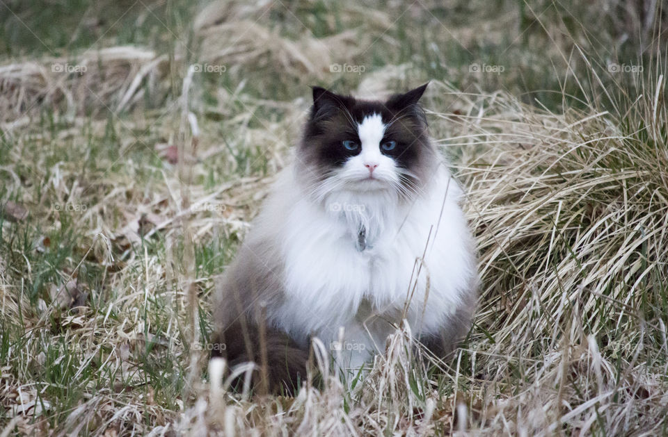 Beautiful cat blue eyes 
Katt blå ögon