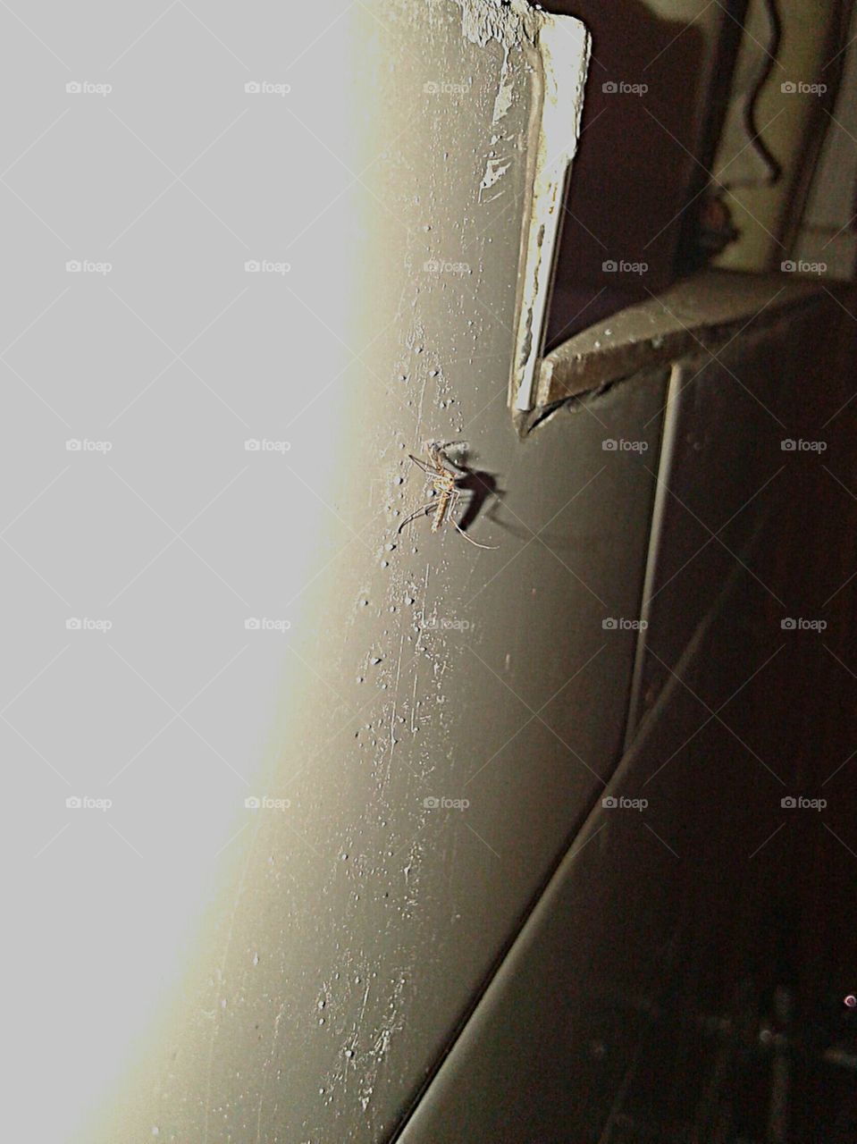 mosquito with shadow