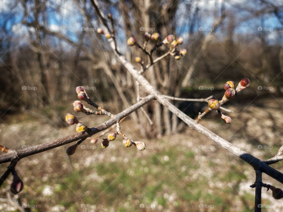 Medicinal dogwood blooms. Spring.