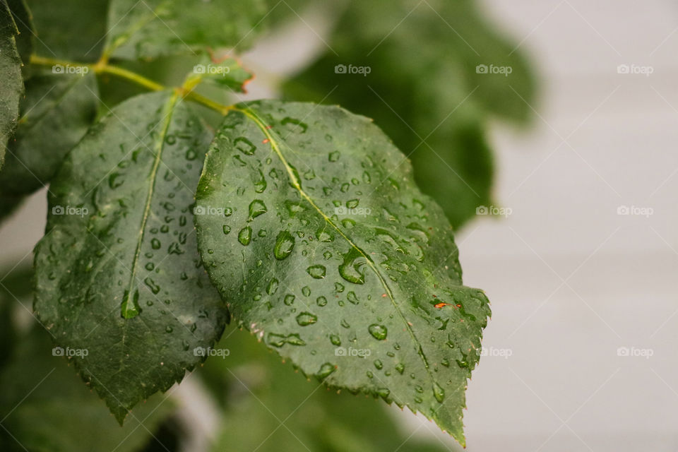 Macro shot of leaves with dew drops