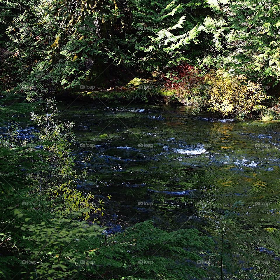 The beautiful McKenzie River in Western Oregon near its headwaters with whitewater and rapids flowing through a canyon covered in trees and greenery on a fall morning at sunrise.